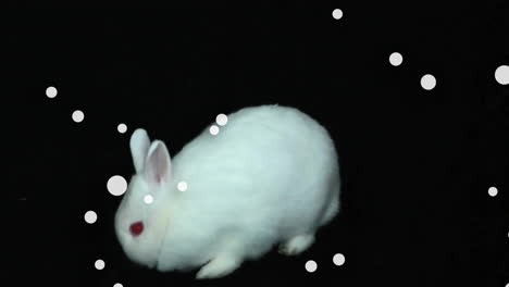Animation-of-white-spots-over-rabbit-on-black-background