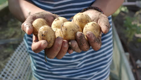 Biracial-man-working-in-garden-and-holding-potatoes,-slow-motion