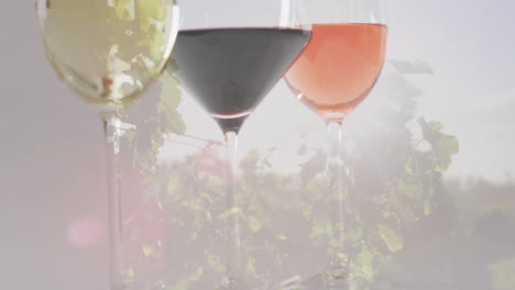 Verbund-Aus-Gläsern-Weiß-,-Rosé--Und-Rotwein-über-Weinberg-Hintergrund