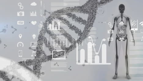 Animation-of-icons-and-data-processing-over-dna-strand-and-human-model-on-grey-background