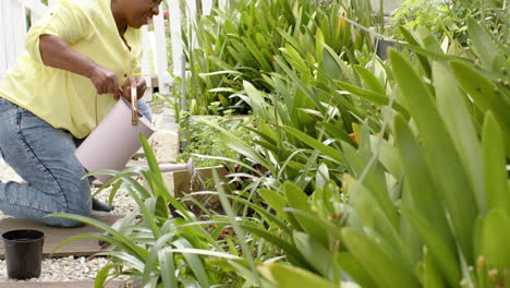 Happy-african-american-senior-woman-watering-plants-and-smiling-in-sunny-garden,-slow-motion