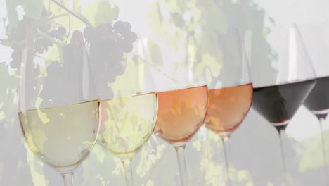 Composite-of-glasses-of-white,-rose-and-red-wine-over-vineyard-background