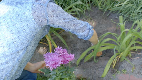 Happy-senior-caucasian-woman-gardening-in-sunny-garden,-planting-flowers,-slow-motion