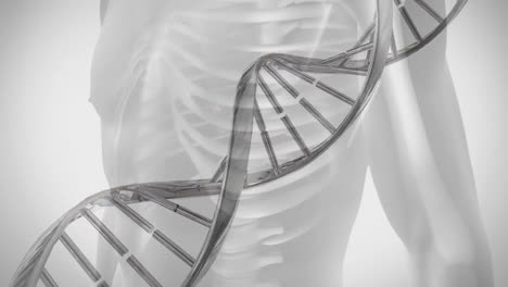 Animation-Eines-DNA-Strangs-über-Einem-Digitalen-Menschlichen-Modell-Auf-Weißem-Hintergrund
