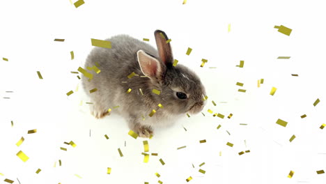 Animation-of-confetti-over-rabbit-on-white-background-at-easter