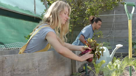Portrait-of-happy-diverse-couple-working-in-garden-and-picking-beetroots,-slow-motion