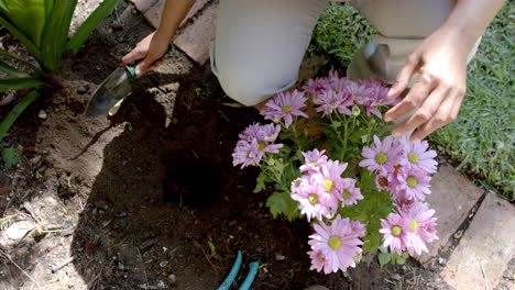 Senior-biracial-woman-planting-flowers-in-sunny-garden-at-home,-slow-motion