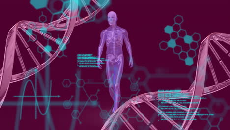 Animación-De-Cadenas-De-ADN,-Cuerpo-Humano-Y-Procesamiento-De-Datos-Científicos.