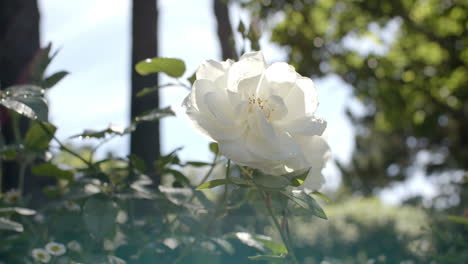 Beautiful-white-rose-growing-in-sunny-garden,-slow-motion