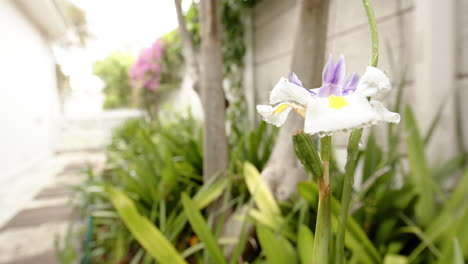Schöne-Weiße-Und-Violette-Blume-Mit-Tautropfen-Auf-Den-Blütenblättern-Zwischen-Grünen-Blättern-Im-Sonnigen-Garten