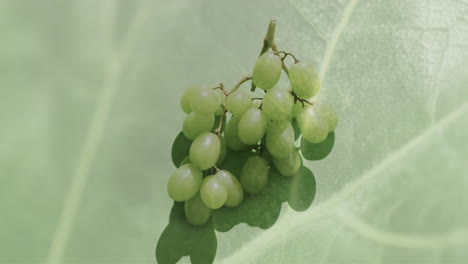 Composition-of-white-grapes-over-green-leaf-background