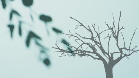 Animation-Von-Schatten-Von-Blättern-Und-Bäumen-Auf-Weißem-Hintergrund