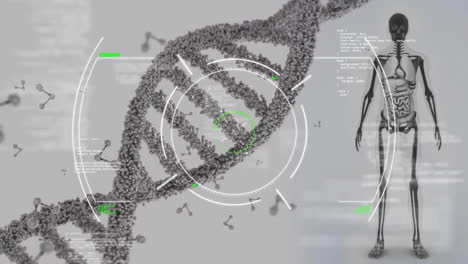 Animation-of-dna-strand,-skeleton-and-scientific-data-processing