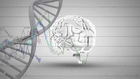 Animation-Von-DNA-Strängen-Und-Diagrammen-über-Dem-Gehirn