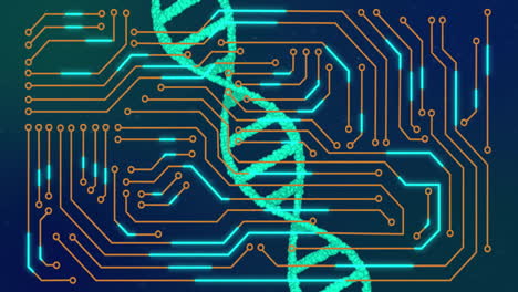 Animation-of-dna-strand-and-data-processing-over-circuit-board