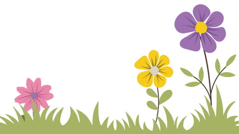 Animation-Von-Bunten-Blumen-Auf-Weißem-Hintergrund