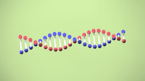 Animation-Eines-DNA-Strangs,-Der-Sich-über-Grünem-Hintergrund-Dreht