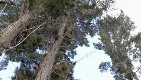 Tall-pine-trees-reach-towards-a-clear-sky-with-copy-space,-their-branches-sparse-and-needles-green