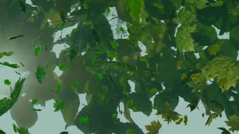 Animation-Von-Grünen-Blättern,-Die-über-Bäume-Fallen
