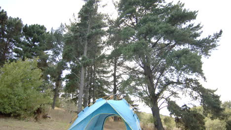 A-blue-tent-is-pitched-among-tall-trees-in-a-serene-forest-setting