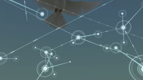 Animation-Eines-Netzwerks-Von-Verbindungen-über-Einer-Fliegenden-Taube