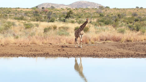 Giraffe-walking-to-the-water