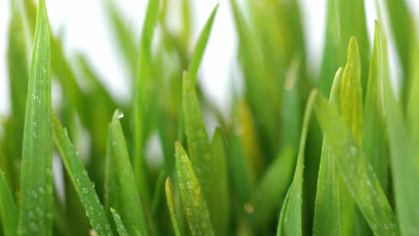 Close-up-of-water-droplets-on-green-grass