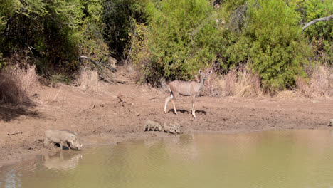 Antelopes-drinking-by-the-water
