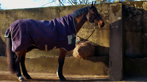 Cute-horse-with-a-cover-is-standing-close-to-a-wall