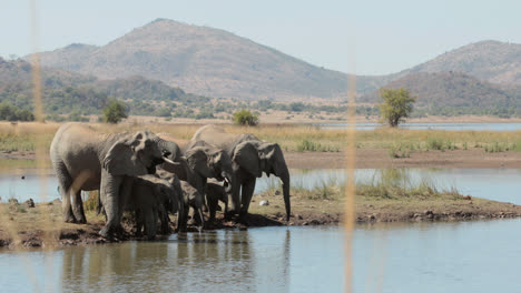 Elefantes-Bebiendo-De-Un-Abrevadero