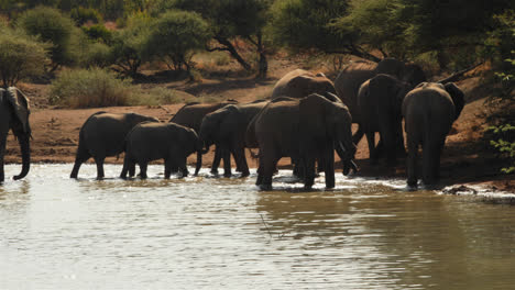 Elefantes-Bebiendo-De-Un-Abrevadero