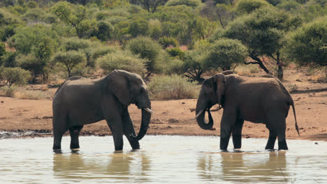 Elephants-drinking-from-watering-hole
