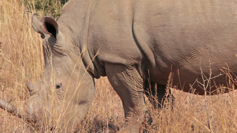 Rhino-grazing-in-south-africa