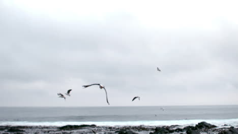 Vogelkolonie,-Die-Am-Meer-Entlangfliegt-