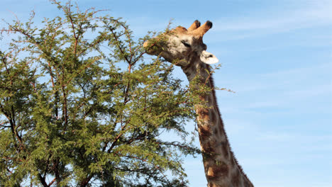 Giraffe-grazing-the-tree-tops