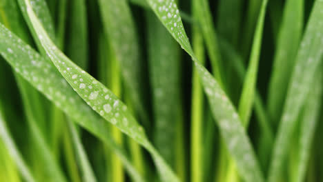 Water-droplets-on-green-grass