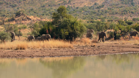 Elefanten-Trinken-Aus-Einer-Wasserstelle