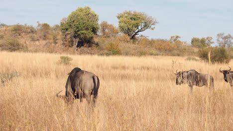 Wildebeest-grazing-on-the-plain