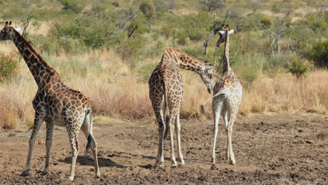Giraffen-Gehen-Zum-Wasser