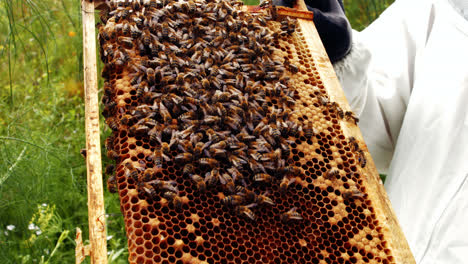 Imker-Hält-Und-Untersucht-Bienenstock