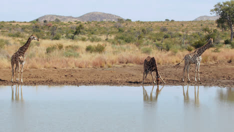Giraffen-Gehen-Zum-Wasser
