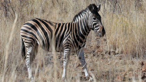 Zebras-Grasen-Auf-Den-Ebenen