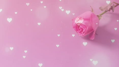Animation-Fallender-Herzen-über-Einer-Rosa-Rose