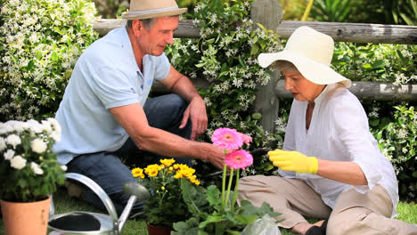 Senior-couple-doing-some-gardening