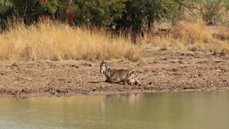 Antelope-resting-by-the-water