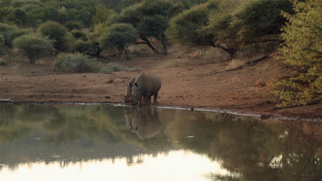 Rinocerontes-Caminando-Hacia-El-Agua
