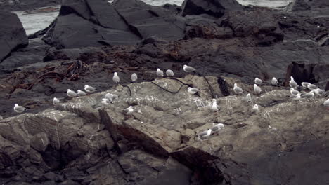 Colony-of-bird-posing-on-rocks