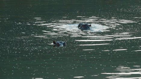 Nilpferde-Kämpfen-In-Einem-See