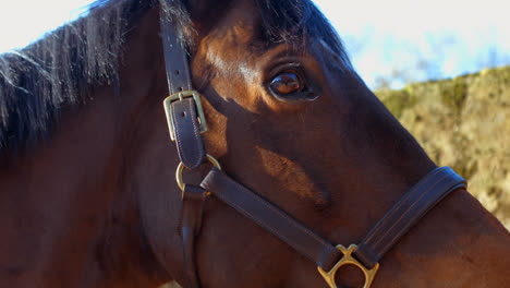 Close-up-of-horse-head-