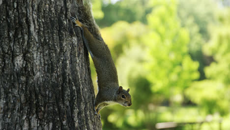 Squirrel-on-tree-trunk-in-the-park
